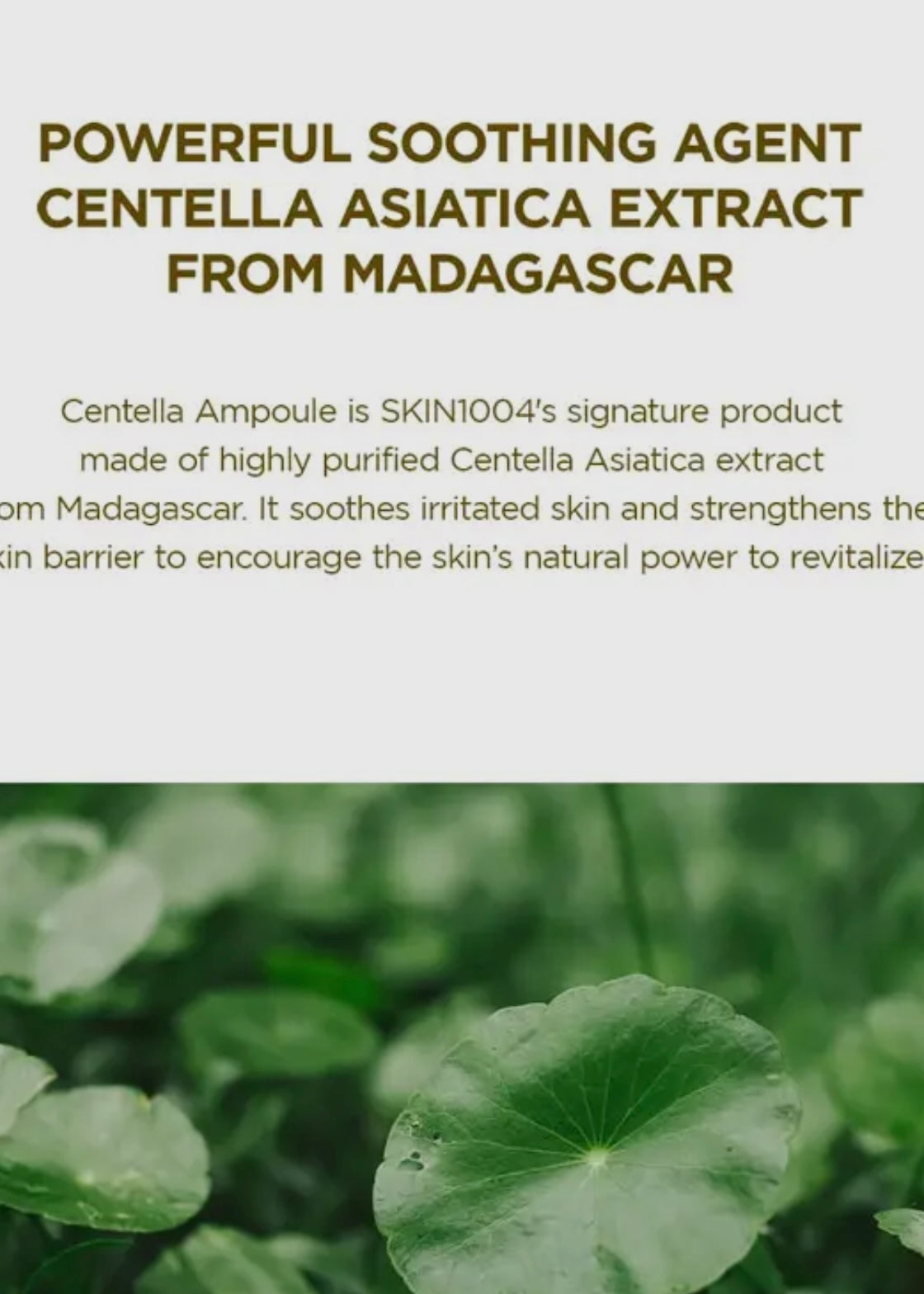 Madagascar Centella Ampoule